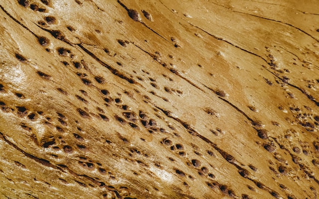 Termites and Dry Rot: Top Roofing Threats and Scurrah’s Proven Repair Methods