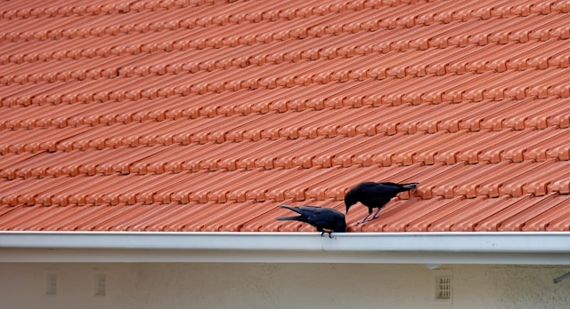 Black bird on the roof during the day